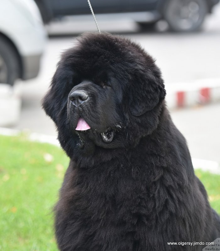 Фото: ньюфаундленд Darkflight Maryland (Даркфлайт Мэриленд)