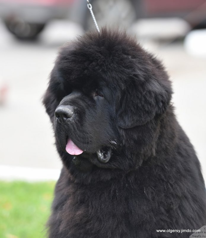 Фото: ньюфаундленд Darkflight Maryland (Даркфлайт Мэриленд)