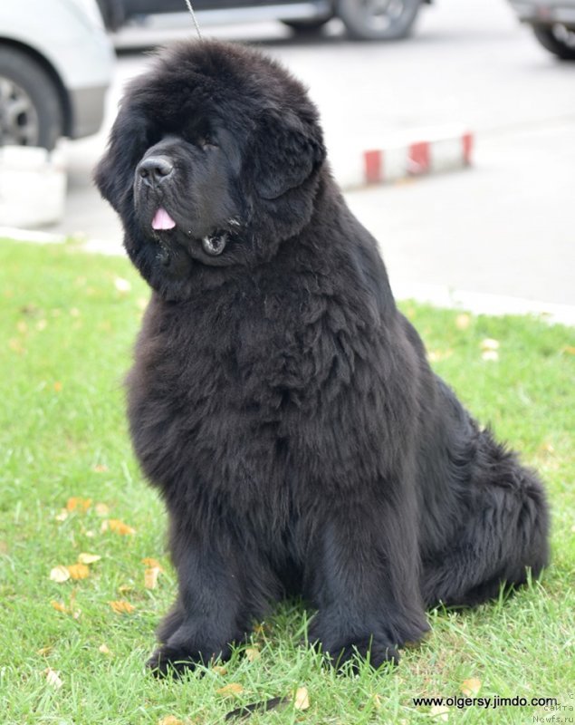 Фото: ньюфаундленд Darkflight Maryland (Даркфлайт Мэриленд)