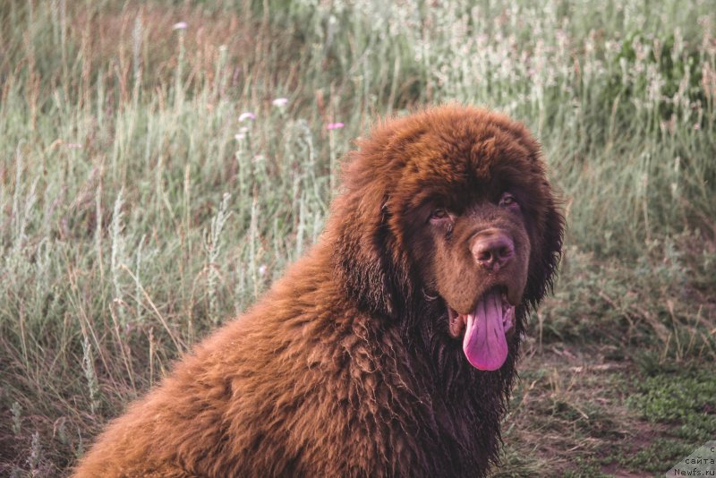 Фото: ньюфаундленд Obush Shed Myod Slashche Yantarya (Обуш Шед Мёд Слаще Янтаря)
