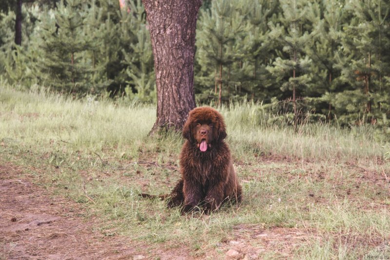 Фото: ньюфаундленд Obush Shed Myod Slashche Yantarya (Обуш Шед Мёд Слаще Янтаря)