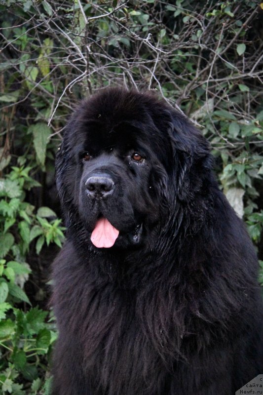 Фото: ньюфаундленд Obush Shed Deutschland (Обуш Шед Дойчленд)