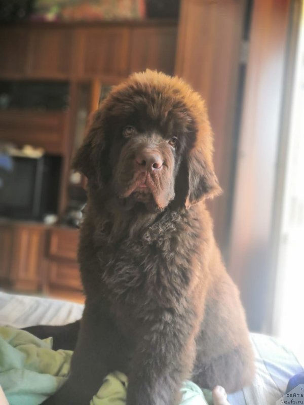 Фото: ньюфаундленд Braunblad MSK Riki Martin (Браунблад МСК Рики Мартин)