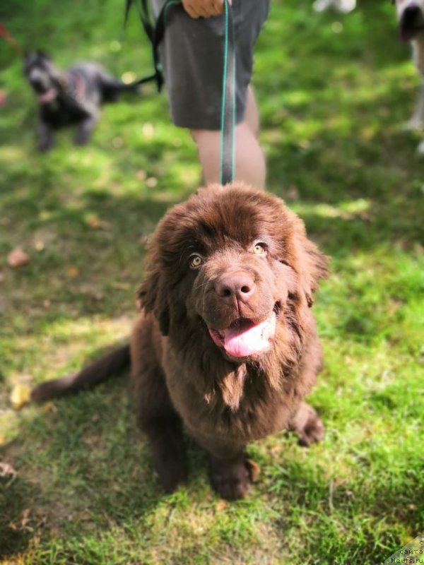 Фото: ньюфаундленд Braunblad MSK Riki Martin (Браунблад МСК Рики Мартин)