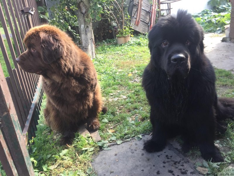 Фото: ньюфаундленд Braunblad MSK Layt Ryey (Браунблад МСК Лайт Рэй), ньюфаундленд Naomi Tagoliri for Brouwnblood (Наоми Таголири фор Браунблад)