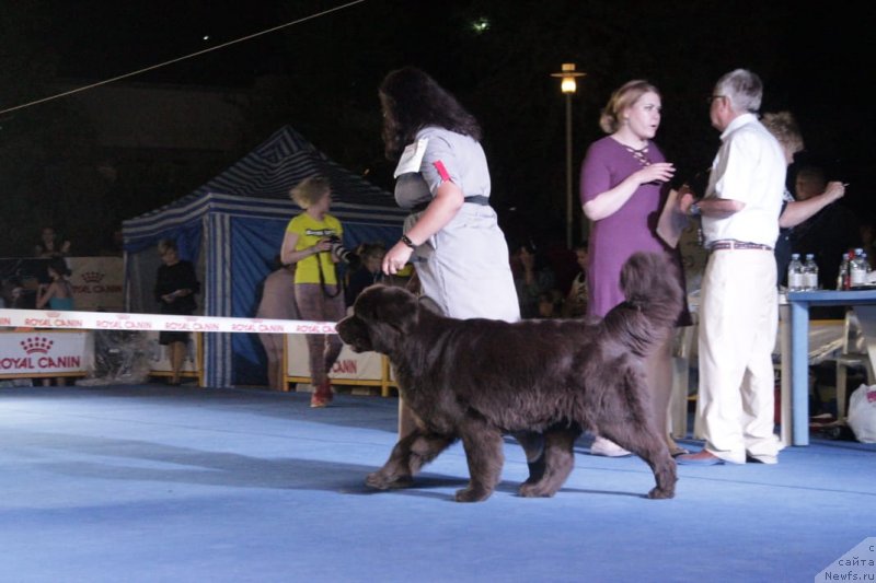 Фото: ньюфаундленд Al'fa Dar Oksa Verka Serdyuchka (Альфа Дар Окса Верка Сердючка)