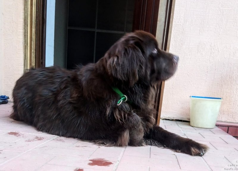 Фото: ньюфаундленд Al'fa Dar Oksa Verka Serdyuchka (Альфа Дар Окса Верка Сердючка)