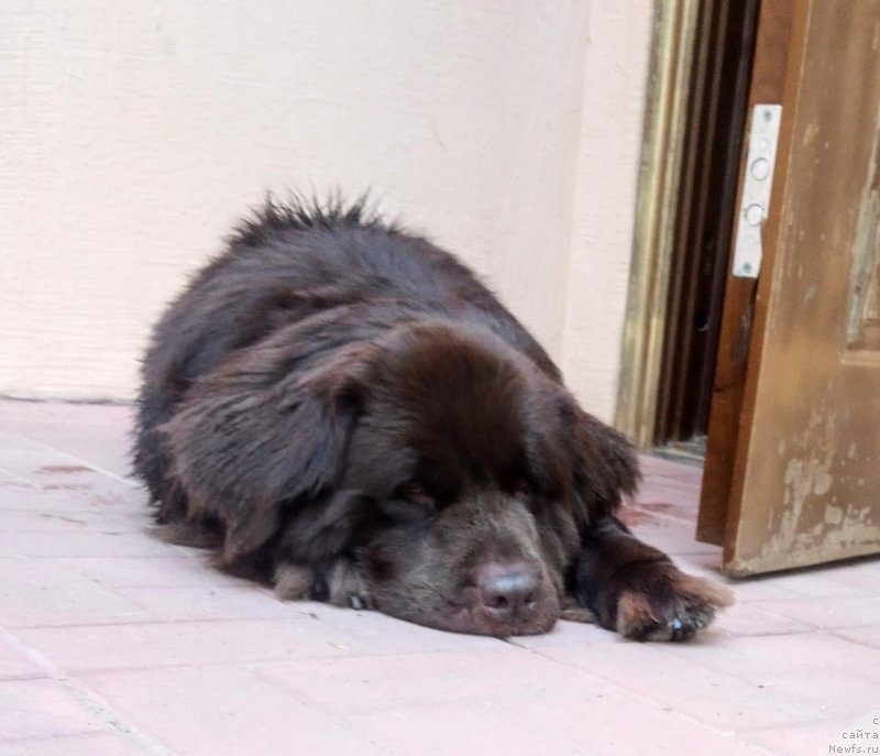 Фото: ньюфаундленд Al'fa Dar Oksa Verka Serdyuchka (Альфа Дар Окса Верка Сердючка)