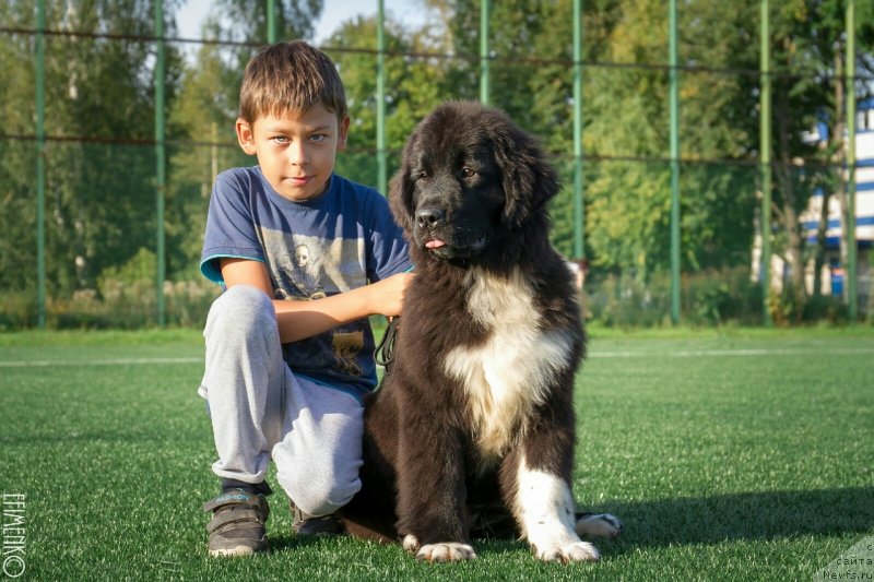 Фото: ньюфаундленд Terra Viktoriya Rada Marisha (Терра Виктория Рада Мариша)