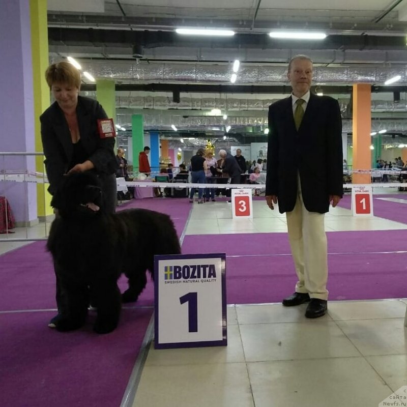 Фото: ньюфаундленд Terra Victoria Germon Louise (Терра Виктория Жермон Луиза)