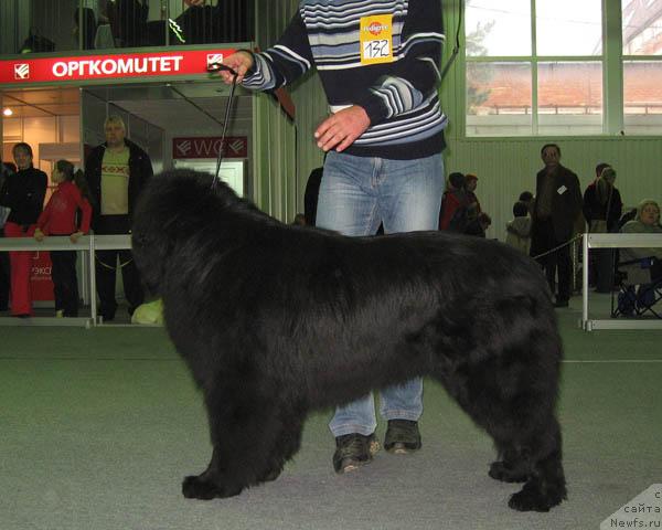 Фото: ньюфаундленд Beguschaya po Volnam Step By Step (Бегущая по Волнам Степ Бай Степ)