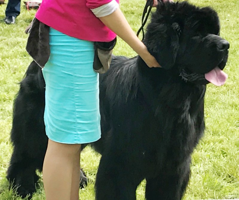 Фото: ньюфаундленд Athanase Le Grand Goldi Rejn