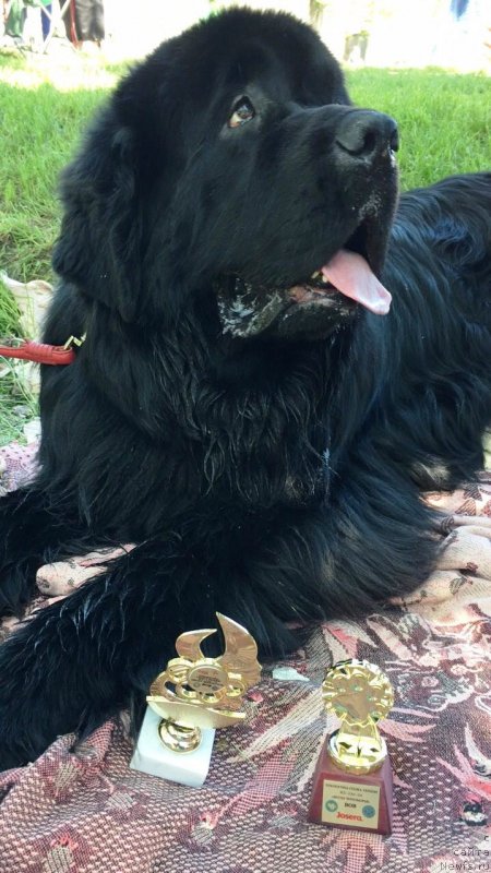 Фото: ньюфаундленд Athanase Le Grand Goldi Rejn