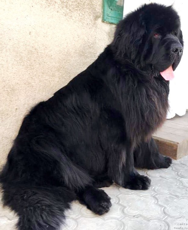 Фото: ньюфаундленд Athanase Le Grand Goldi Rejn