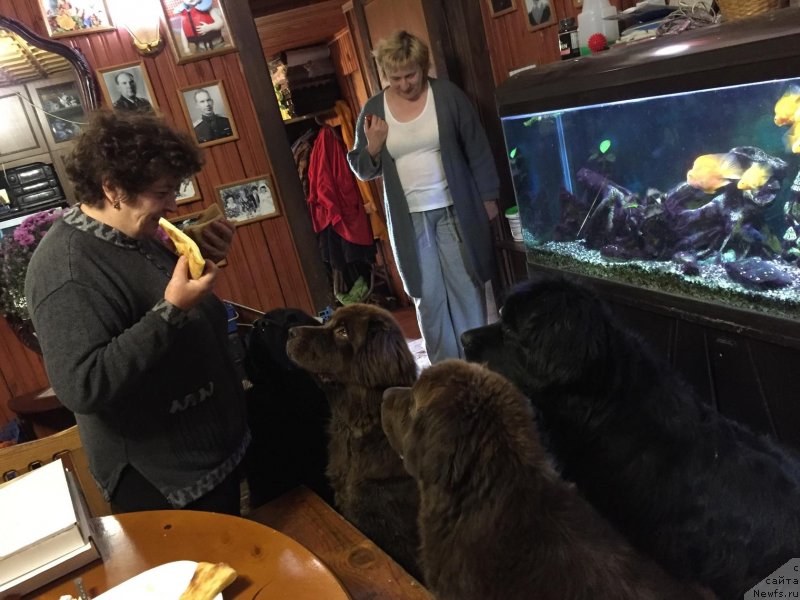 Фото: ньюфаундленд Russkaya Krasavica Nyura (Русская Красавица Нюра), ньюфаундленд Brownblood MSK Harricane Higgins (Браунблад МСК Харрикейн Хиггенс), ньюфаундленд Sverkayuzhaya Gora Mashame (Сверкающая Гора Машаме), ньюфаундленд Naomi Tagoliri for Brouwnblood (Наоми Таголири фор Браунблад)