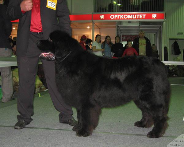 Фото: ньюфаундленд Kay CHyornoe CHudo (Кай Чёрное Чудо)