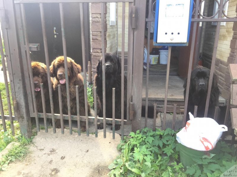 Фото: ньюфаундленд Brownblood MSK Harricane Higgins (Браунблад МСК Харрикейн Хиггенс), ньюфаундленд Sverkayuzhaya Gora Mashame (Сверкающая Гора Машаме), ньюфаундленд Naomi Tagoliri for Brouwnblood (Наоми Таголири фор Браунблад), ньюфаундленд Charlotta Brownblood iz Antagrada (Чарлотта Браунблад из Антаграда)