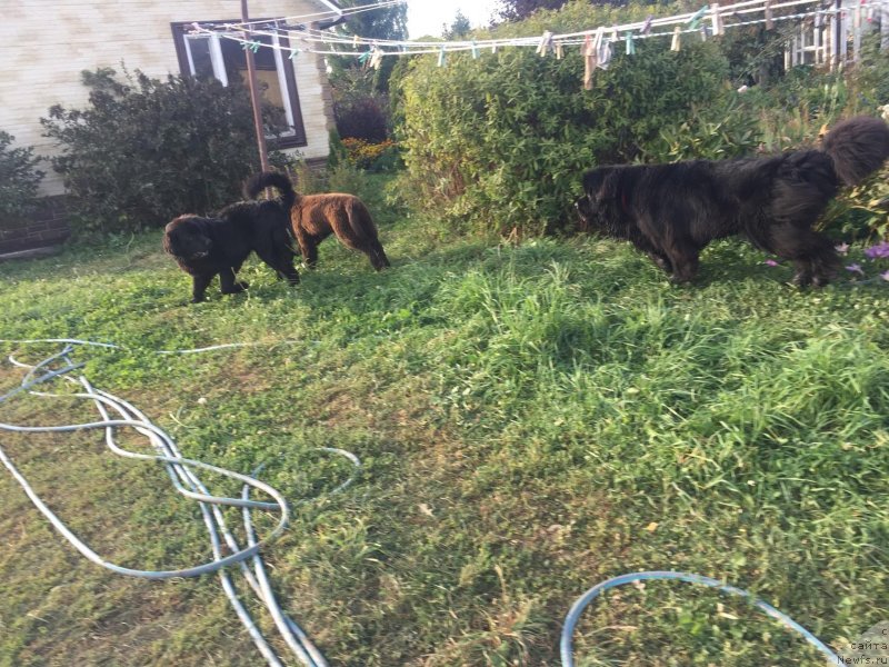 Фото: ньюфаундленд Braunblad MSK Layt Ryey (Браунблад МСК Лайт Рэй), ньюфаундленд Charlotta Brownblood iz Antagrada (Чарлотта Браунблад из Антаграда), ньюфаундленд Braunblad MSK Riki Martin (Браунблад МСК Рики Мартин)