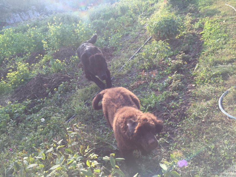 Фото: ньюфаундленд Charlotta Brownblood iz Antagrada (Чарлотта Браунблад из Антаграда), ньюфаундленд Braunblad MSK Riki Martin (Браунблад МСК Рики Мартин)