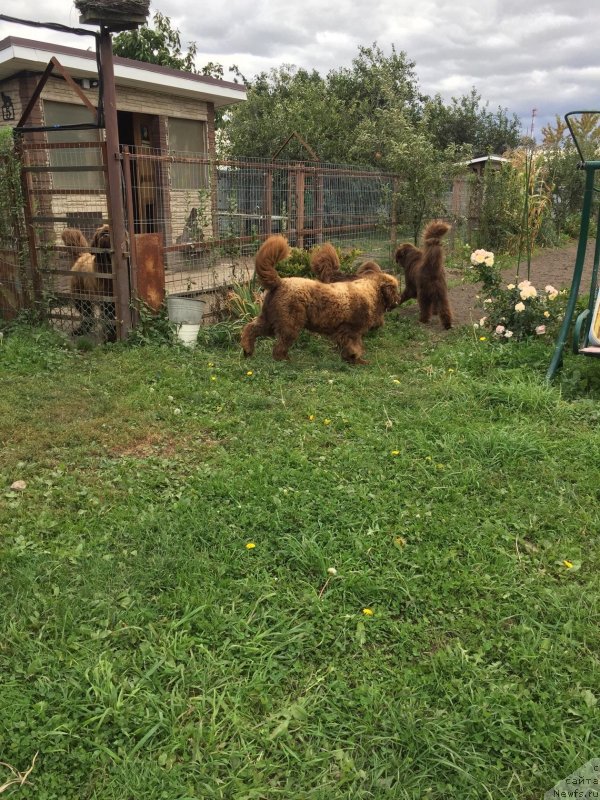 Фото: ньюфаундленд Brownblood MSK Lyon Labi-Roni (Браунблад  МСК Лион Лаби-Рони), ньюфаундленд Charmer Denkam Bronze (Чармер Денкам Бронз), ньюфаундленд Sverkayuzhaya Gora Mashame (Сверкающая Гора Машаме), ньюфаундленд Naomi Tagoliri for Brouwnblood (Наоми Таголири фор Браунблад)