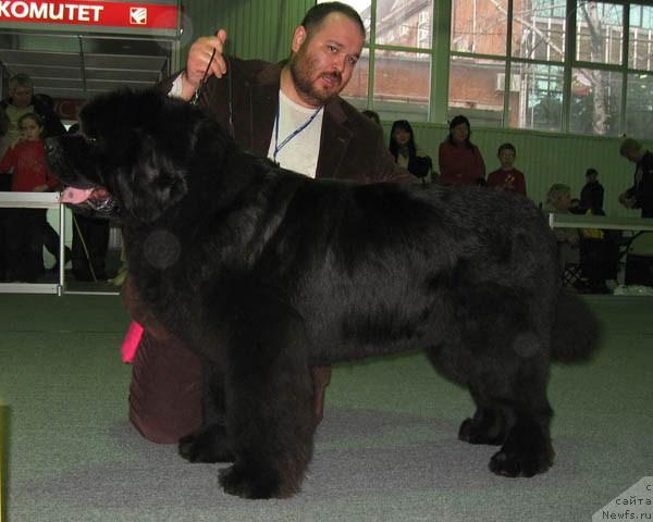Фото: ньюфаундленд Dodger ot Sibirskogo Medvedja (Доджер от Сибирского Медведя)