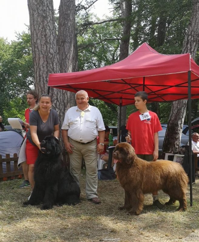 Фото: ньюфаундленд N'yufort Instinkt Vinner Knayt Itus (Ньюфорт Инстинкт Виннер Кнайт Итус), ньюфаундленд N'yufort Oveyshen Goldi Knayt (Ньюфорт Овейшен Голди Кнайт)