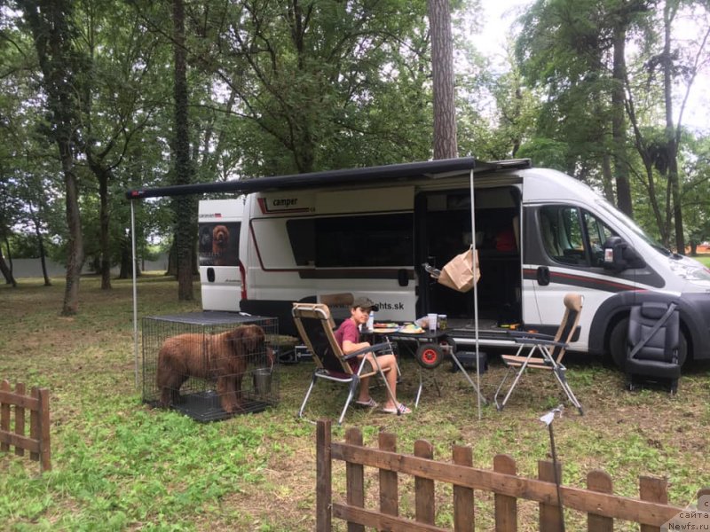 Фото: ньюфаундленд N'yufort Oveyshen Goldi Knayt (Ньюфорт Овейшен Голди Кнайт)