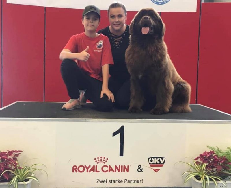 Фото: ньюфаундленд N'yufort Oveyshen Goldi Knayt (Ньюфорт Овейшен Голди Кнайт)