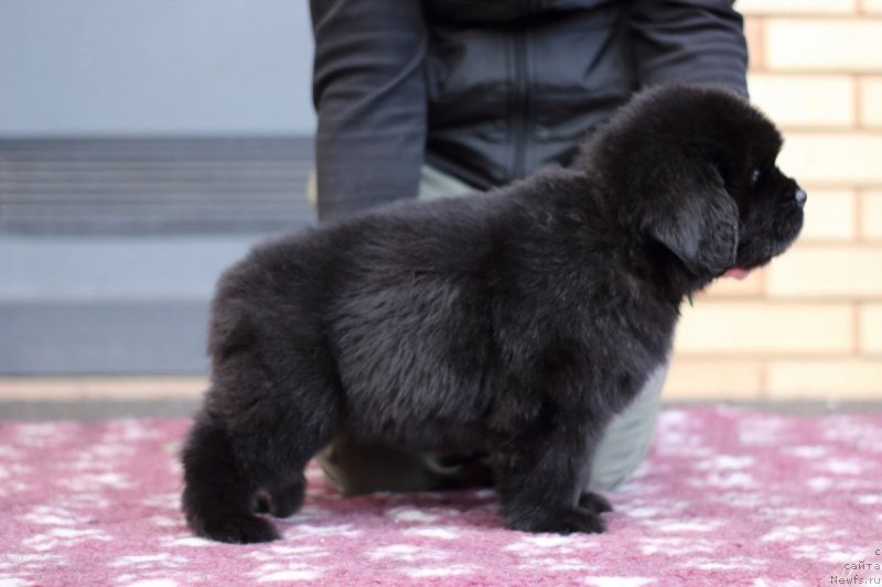 Фото: ньюфаундленд Eclipseofthemoon Newfoundlandhills Newfoundlandhills
