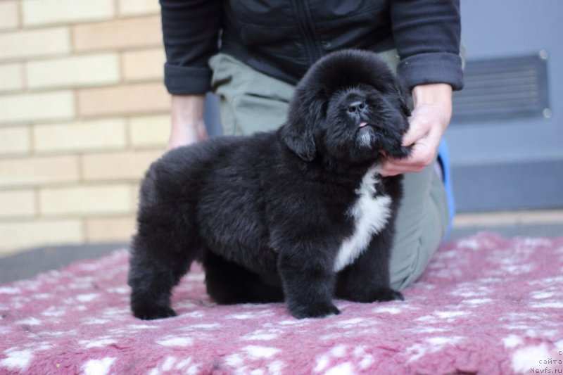 Фото: ньюфаундленд Eclipseofthemoon Newfoundlandhills Newfoundlandhills
