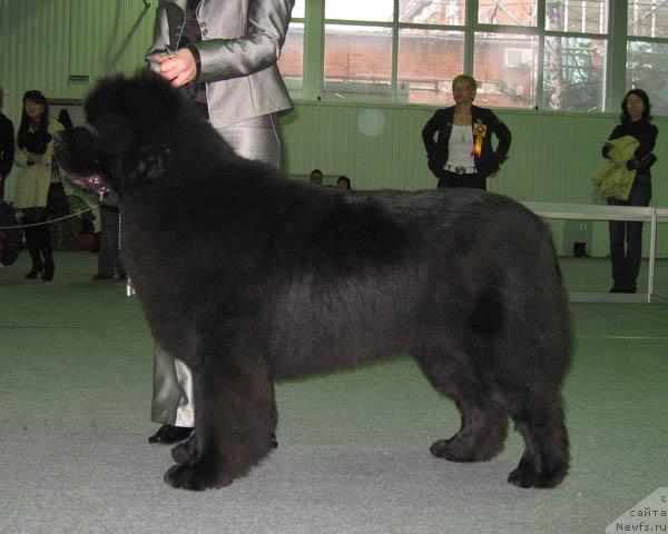 Фото: ньюфаундленд Knyaz Dodon s Berega Dona (Князь Додон с Берега Дона)