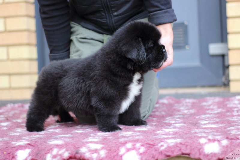 Фото: ньюфаундленд Eclipseofthemoon Newfoundlandhills Newfoundlandhills