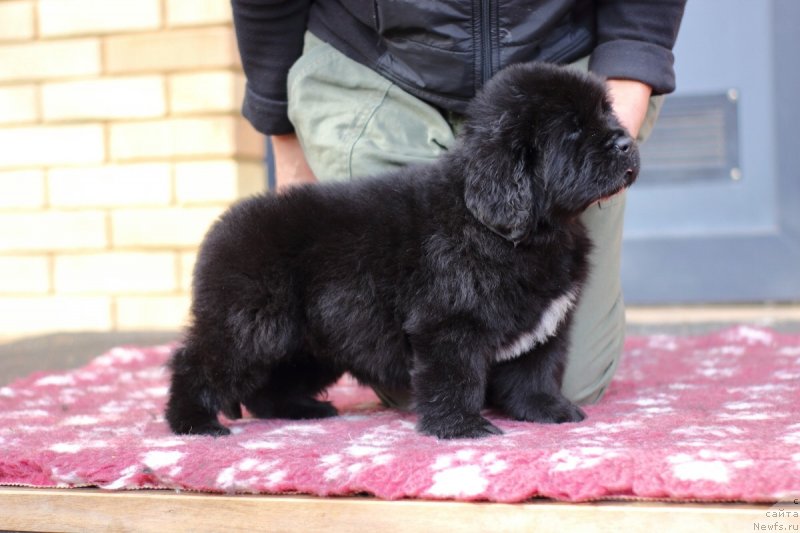 Фото: ньюфаундленд Eclipseofthemoon Newfoundlandhills Newfoundlandhills