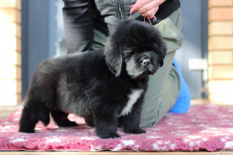 Фото: ньюфаундленд Eclipseofthemoon Newfoundlandhills Newfoundlandhills