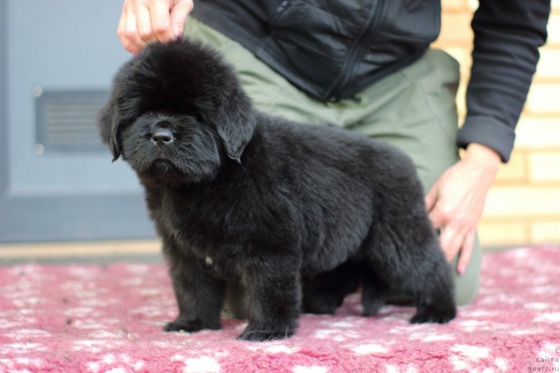 Фото: ньюфаундленд Eclipseofthemoon Newfoundlandhills Newfoundlandhills