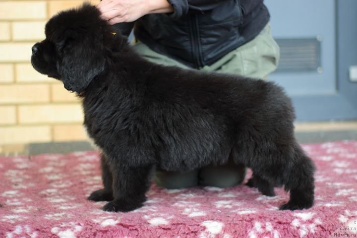 Фото: ньюфаундленд Mollybrooks The Mark of Grace