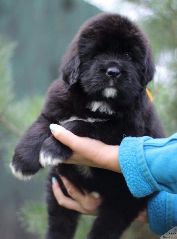 Фото: ньюфаундленд Eclipseofthemoon Newfoundlandhills Newfoundlandhills