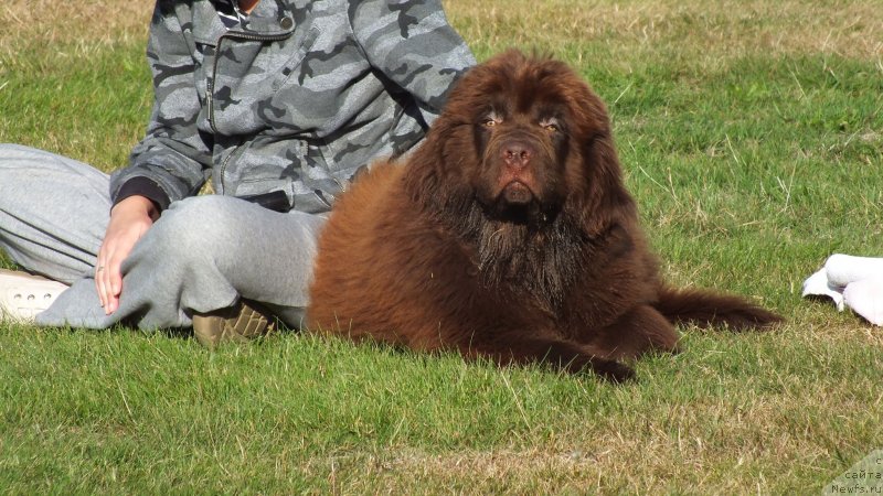 Фото: ньюфаундленд Braunblad MSK Favorit Pablik (Браунблад МСК Фаворит Паблик)