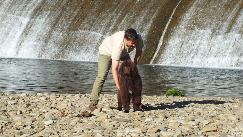 Фото: ньюфаундленд Braunblad MSK Favorit Pablik (Браунблад МСК Фаворит Паблик)