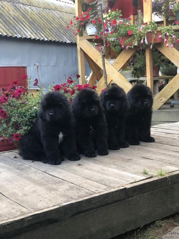 Фото: ньюфаундленд N'yufort Vivian (Ньюфорт Вивиан)