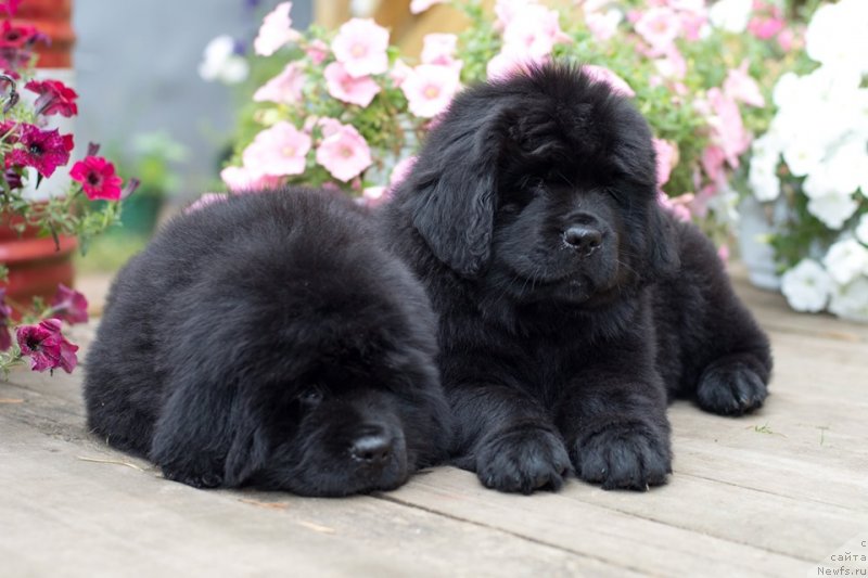 Фото: ньюфаундленд N'yufort Vivian (Ньюфорт Вивиан)