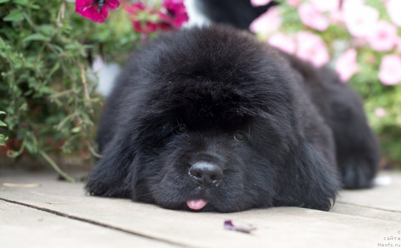 Фото: ньюфаундленд N'yufort Vivian (Ньюфорт Вивиан)