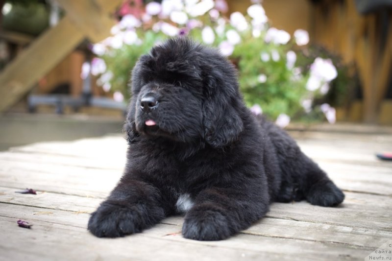 Фото: ньюфаундленд N'yufort Vivian (Ньюфорт Вивиан)