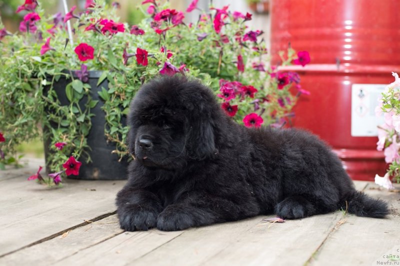 Фото: ньюфаундленд N'yufort Vivian (Ньюфорт Вивиан)