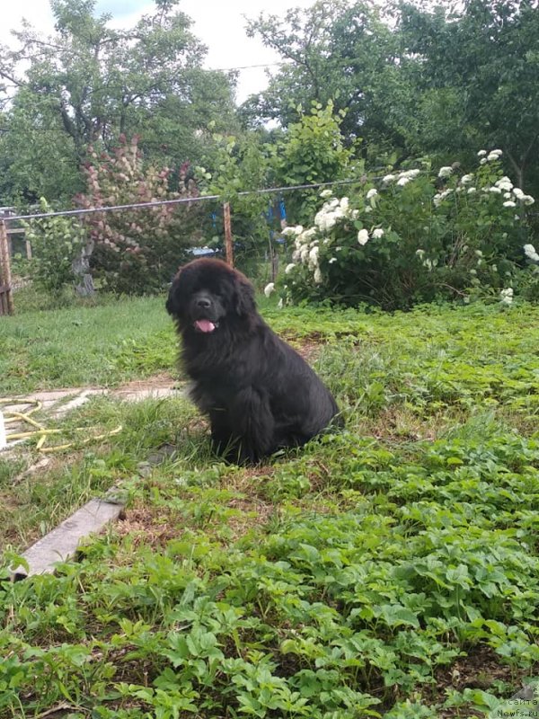 Фото: ньюфаундленд Velyke Malyatko Kalyna Bilotsvitna