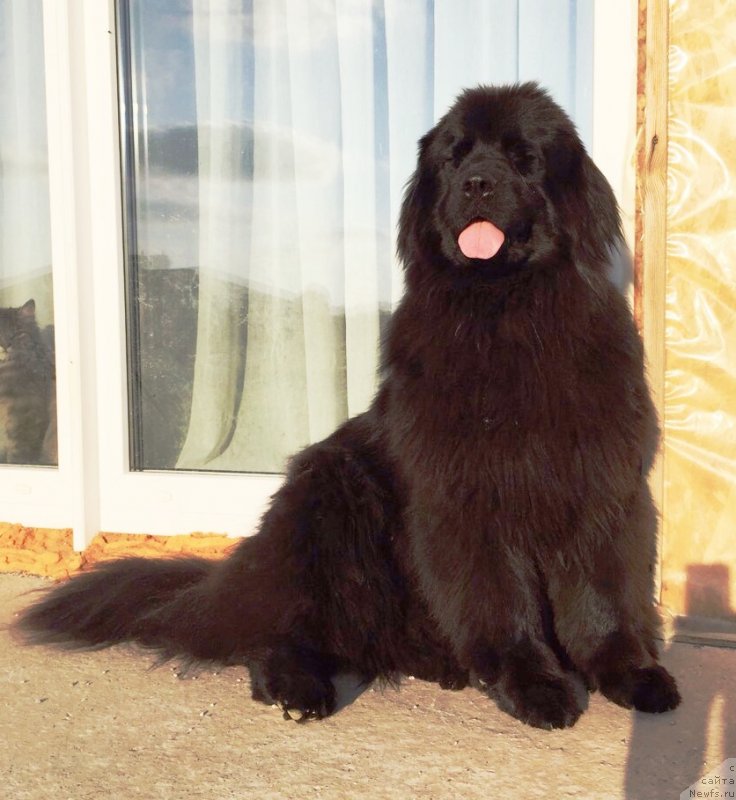 Фото: ньюфаундленд Velyke Malyatko Kava z Pertsem