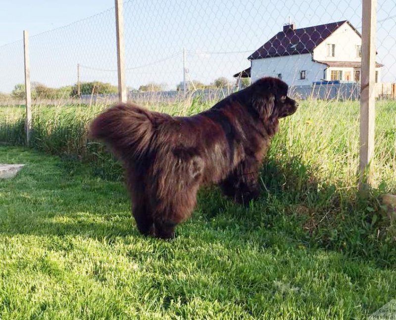 Фото: ньюфаундленд Velyke Malyatko Kava z Pertsem