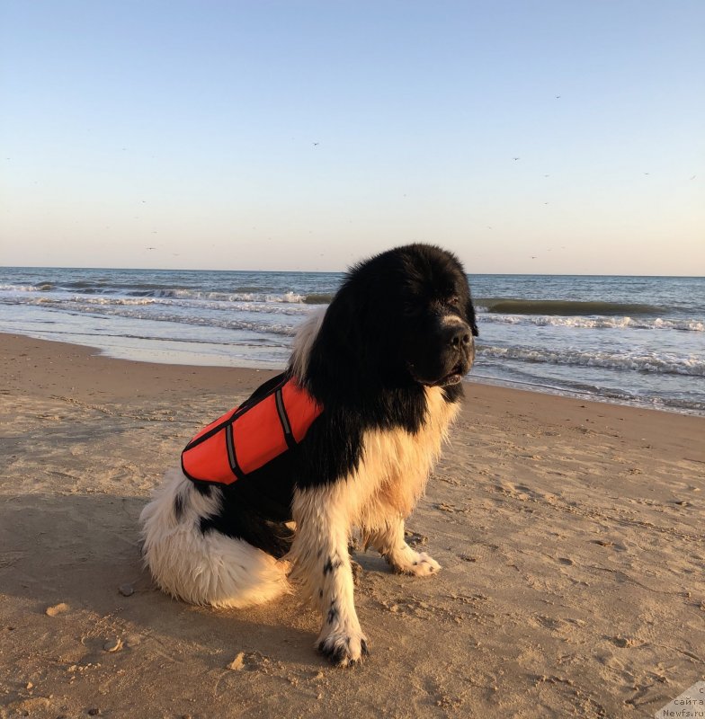 Фото: ньюфаундленд Adonis La Flyor (Адонис Ла Флёр)