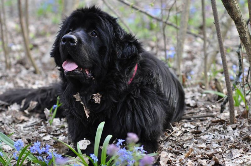 Фото: ньюфаундленд Topgallant's Elegance