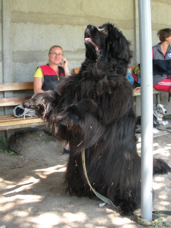 Фото: ньюфаундленд Topgallant's Elegance